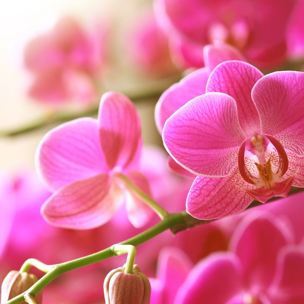 Meet your Posher, Gissella